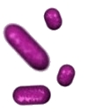 haemophilus image